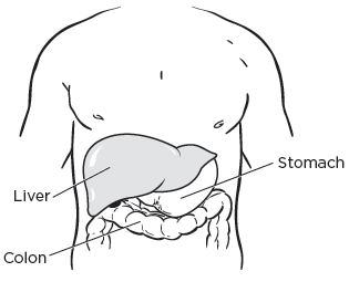 Your liver