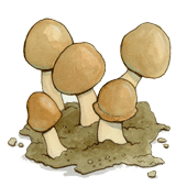 Agaricus