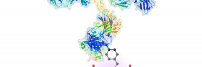 Graphic of antibody binding to a protein