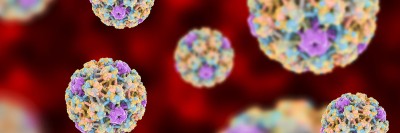 The human papillomavirus (HPV)