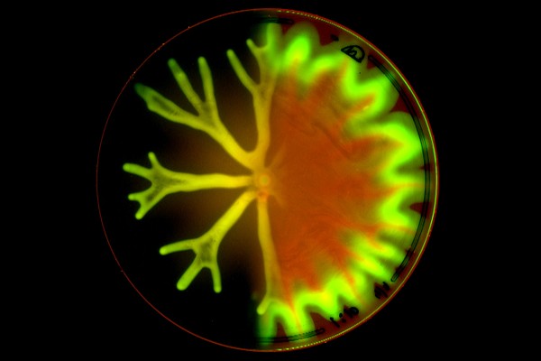 Pictured: Pseudomonas aeruginosa, a common bacterium, growing in a petri dish. Colonies on the right migrate more quickly than those on the left due to a complex group behavior called swarming.